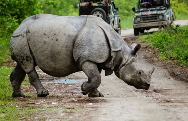 Safari im Kaziranga Nationalpark
